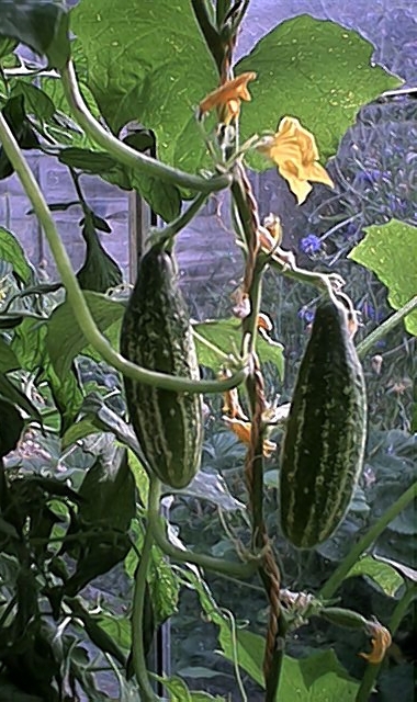 Cucumbers (16 July)
